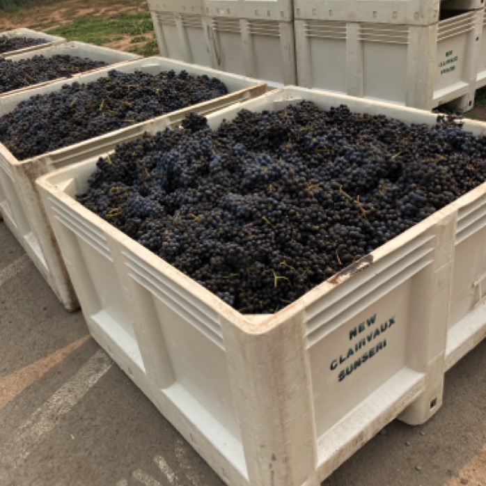 Just picked grapes before washing and crushing!